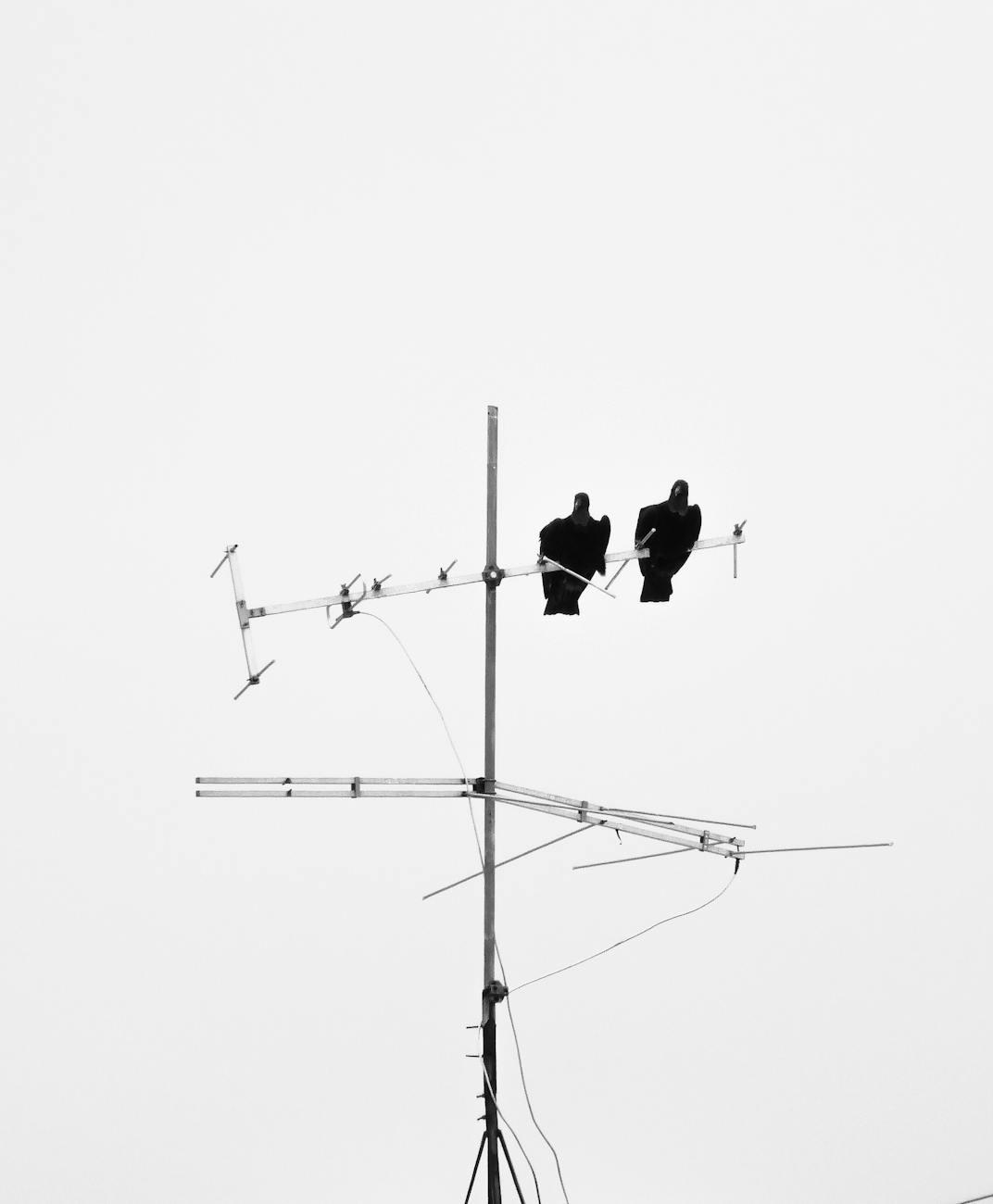 black birds perched on antenna