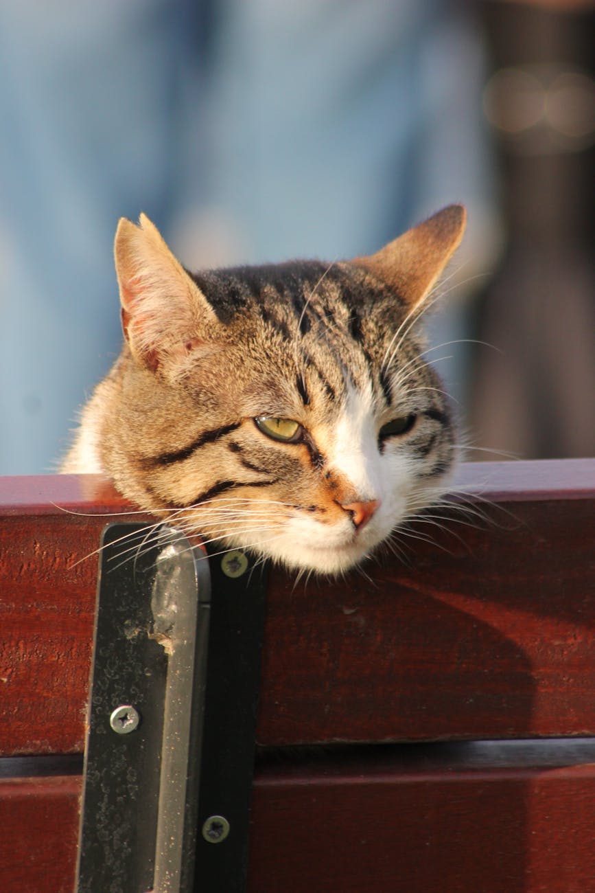 close up of a tabby cat resting head on bench