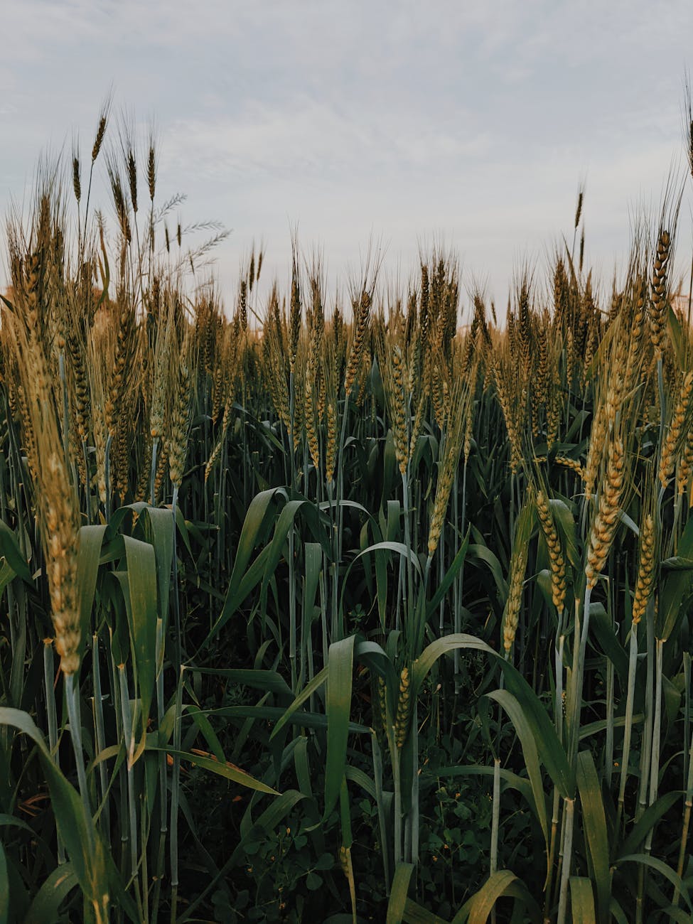 a wheat field under the cloudy sky